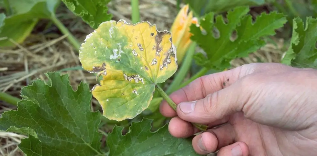 ¿Se deben cortar las hojas amarillas de los calabacines? Aclaraciones y consejos de los jardineros. – Mis Consejos Jardinería