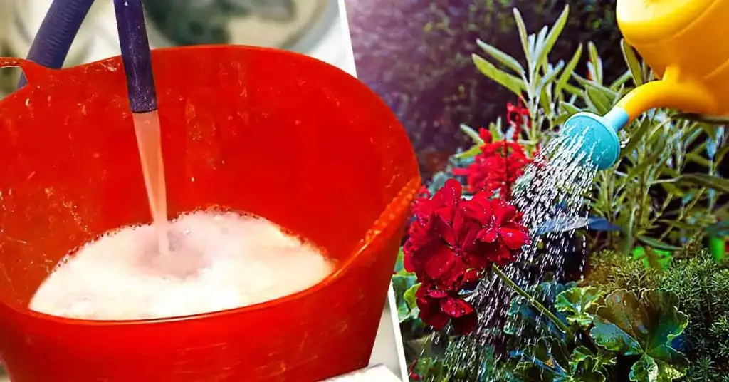 ¿Se pueden regar las plantas con agua de la lavadora? – Mis Consejos Jardinería