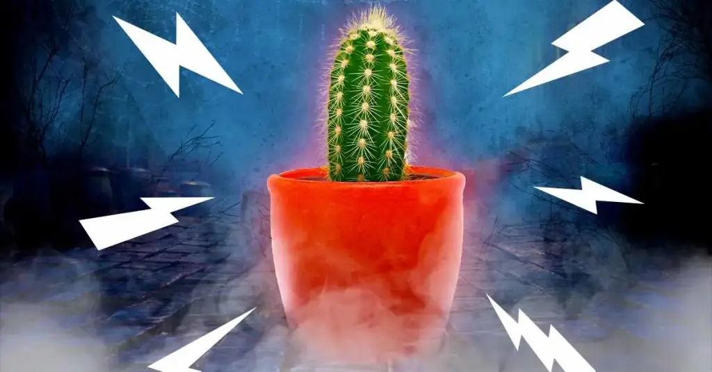 ¿Tienes alguna de estas 4 plantas? Traen mala suerte y causan problemas – Mis Consejos Jardinería