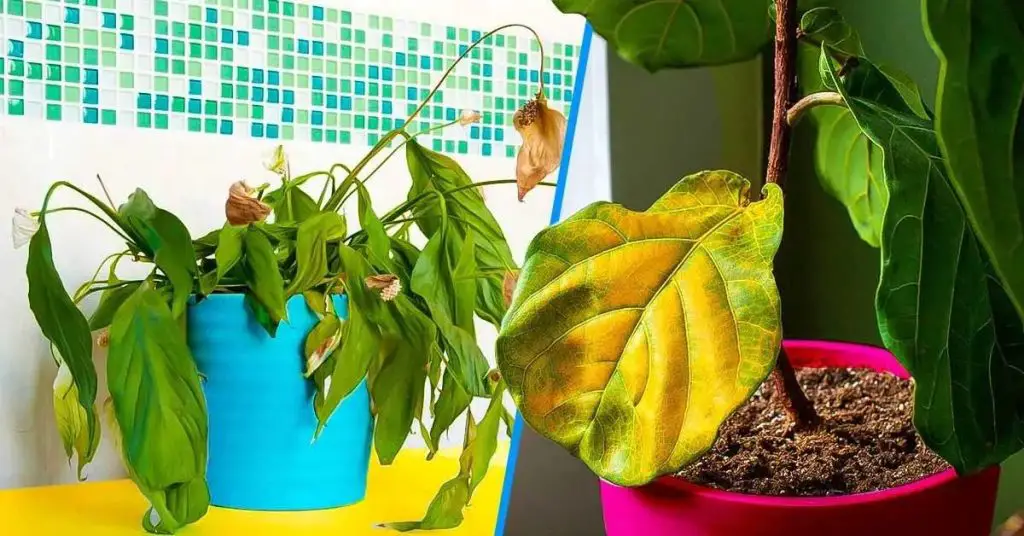 ¿Tienes miedo de que el frío dañe tus plantas? Así que debes hacer esto sin demora. – Mis Consejos Jardinería
