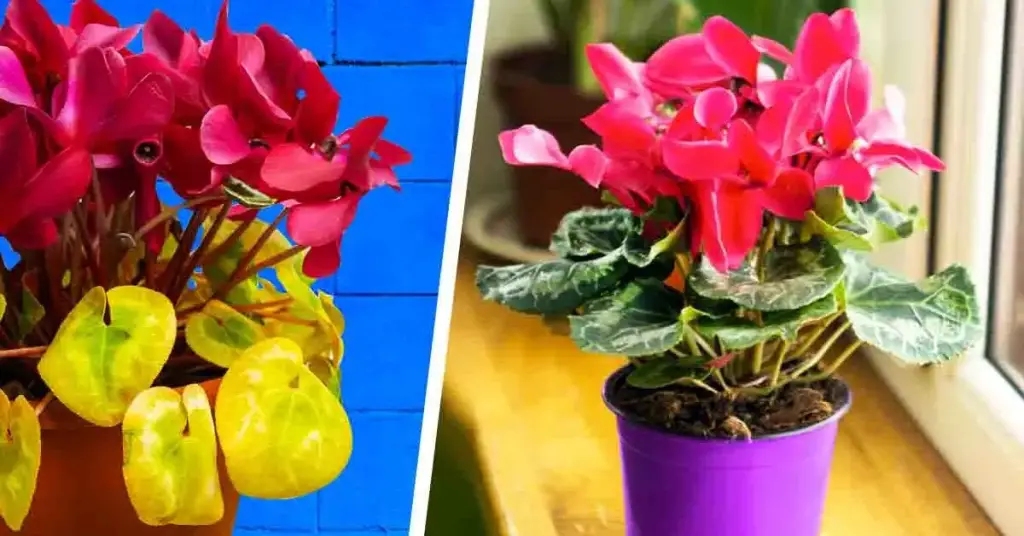 ¿Tus hojas de ciclamen se han vuelto amarillas? Aquí está la causa de este problema y cómo recuperarlos. – Mis Consejos Jardinería