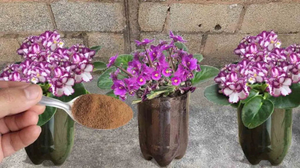 1 cucharada de esto y las flores de la casa crecerán sin parar: nunca había sido así – Mis Consejos Jardinería