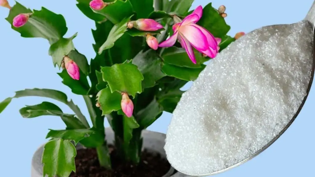 1 cucharadita es suficiente para garantizar la floración en todas las plantas – Mis Consejos Jardinería