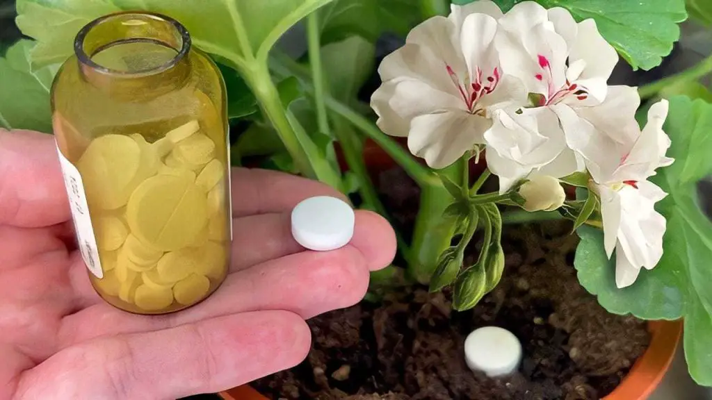 1 tableta es suficiente para hacer florecer cualquier flor de la casa: inmediatamente cobrará vida – Mis Consejos Jardinería