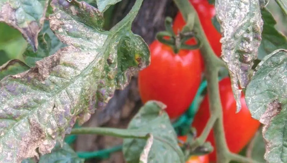 10 consejos para alejar las enfermedades de tu huerto de las plántulas – Mis Consejos Jardinería