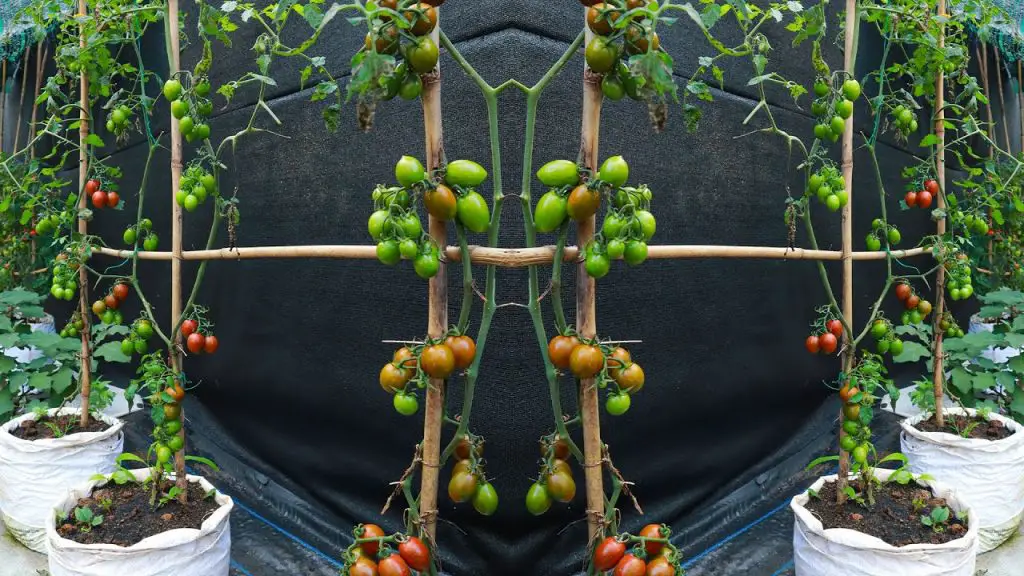 10 pasos para obtener 22-35 kg de tomates de cada planta que cultives – Mis Consejos Jardinería