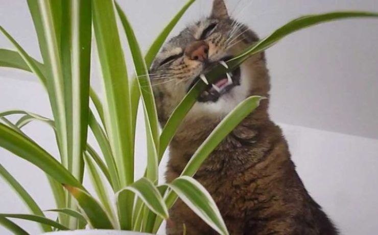 remedios para alejar a los gatos de las plantas