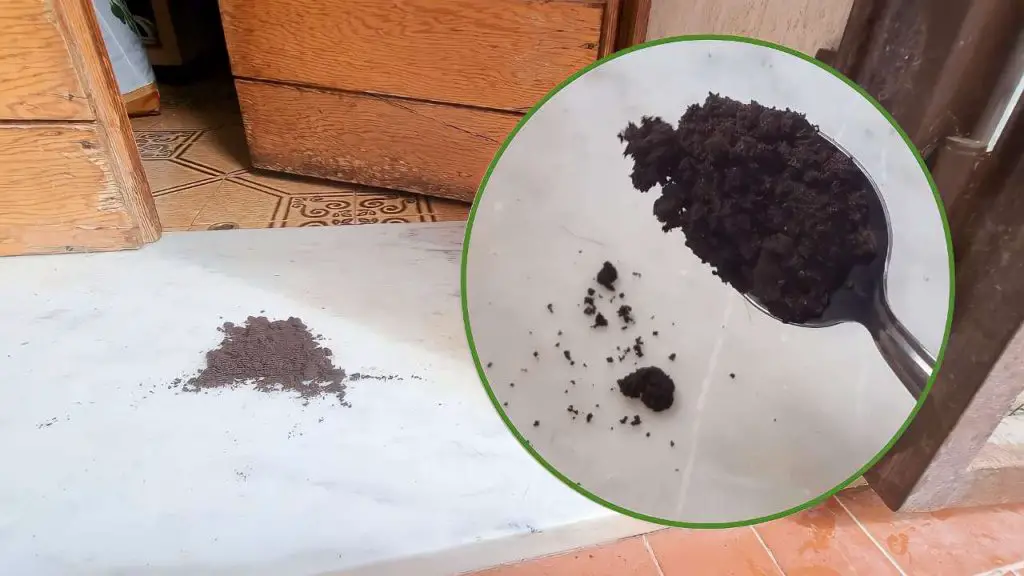 Café molido en la puerta, por qué deberías hacerlo ahora: resuelve un problema común – Mis Consejos Jardinería
