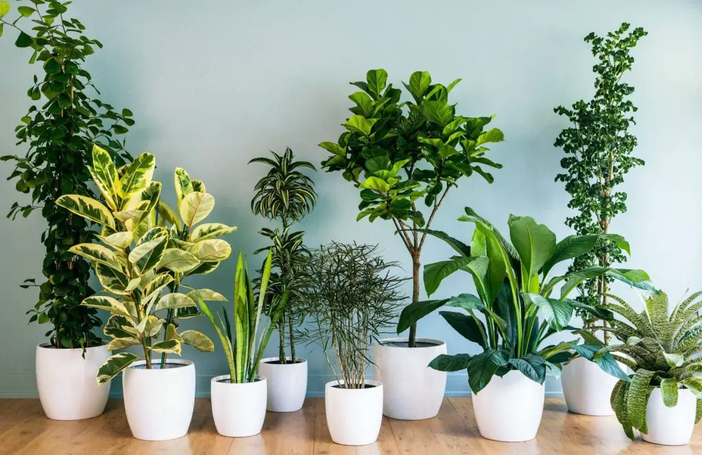 Planta anti-calor, olvídate del aire acondicionado: enfría toda tu casa en menos de 1 minuto – Mis Consejos Jardinería