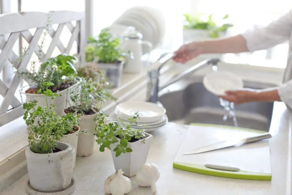 Basta de aire acondicionado, estás tirando dinero: con esta planta podrás refrescar toda la casa – Mis Consejos Jardinería