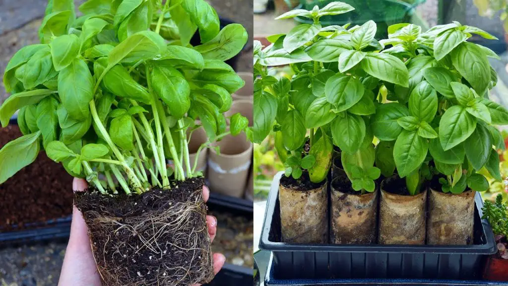 Albahaca frondosa, el truco de los viveristas para no dejar que se pudra nunca: así lo hacen – Mis Consejos Jardinería