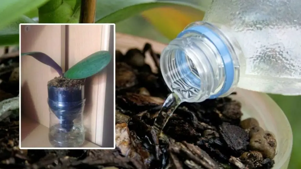 ¿Quién no ama la orquídea? Es una hermosa planta. Pero, ¿conoces el remedio para una rica floración? Todo lo que necesitas es una botella de plástico.