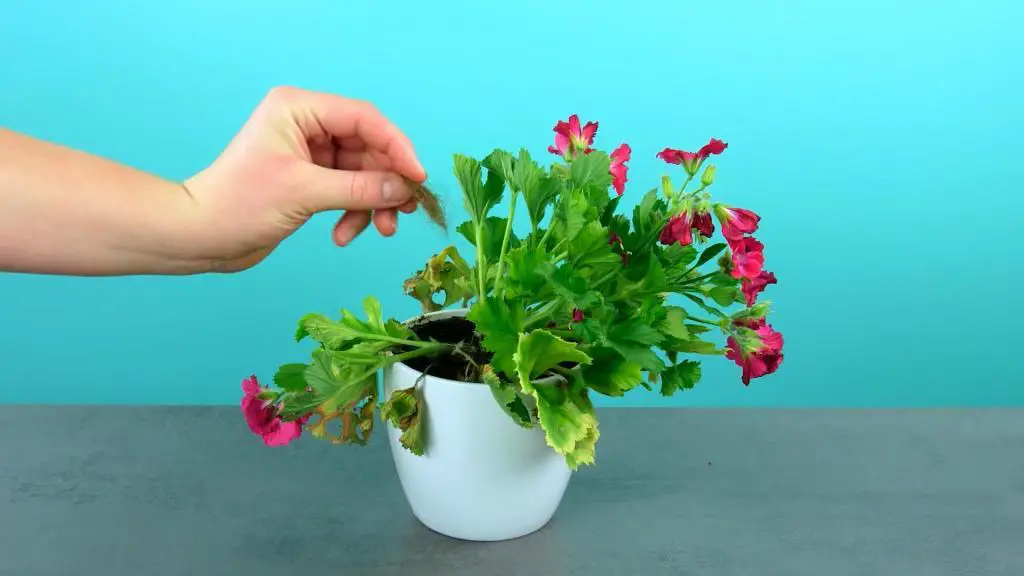 ¡Cómo tener siempre hermosas plantas con abono casero! – Mis Consejos Jardinería
