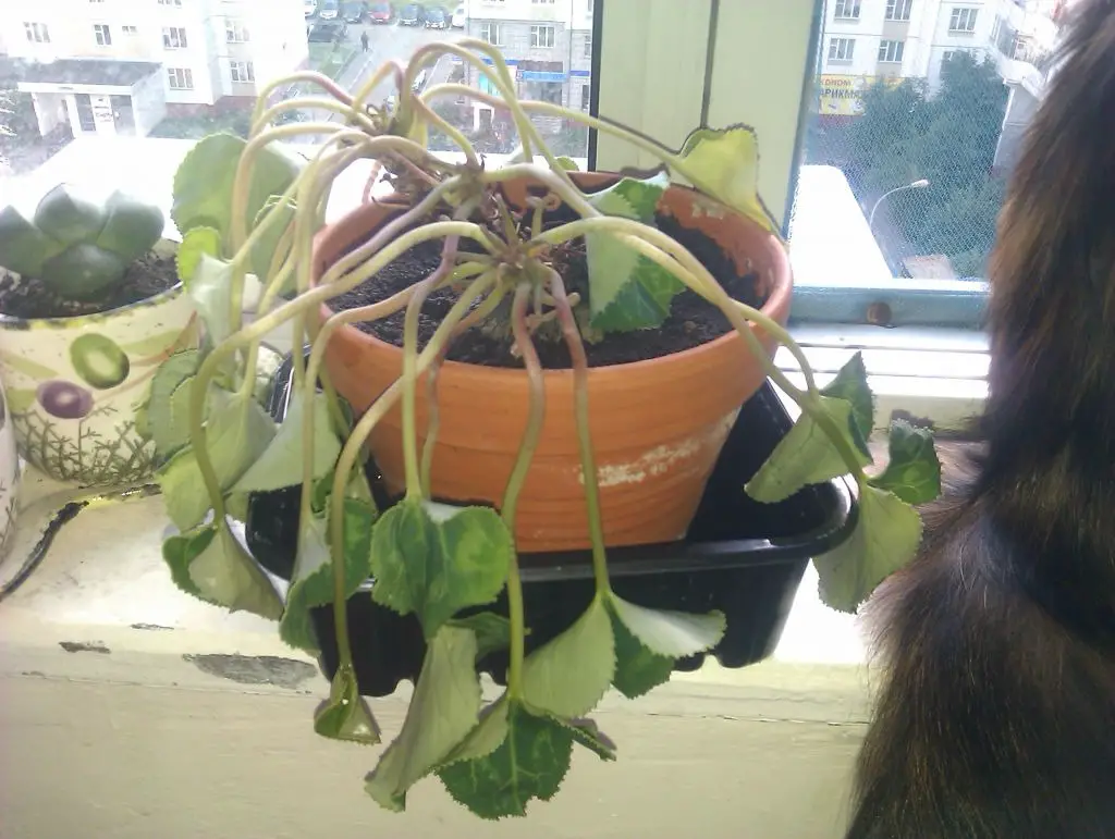 ¿Tu ciclamen está marchito? ¡Aquí le mostramos cómo hacer que florezca de nuevo! – Mis Consejos Jardinería