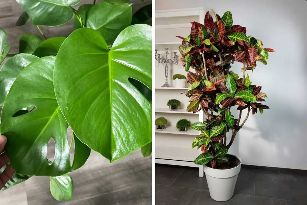 ¿Cómo limpiar las hojas de las plantas de interior para tenerlas siempre bonitas? – Mis Consejos Jardinería