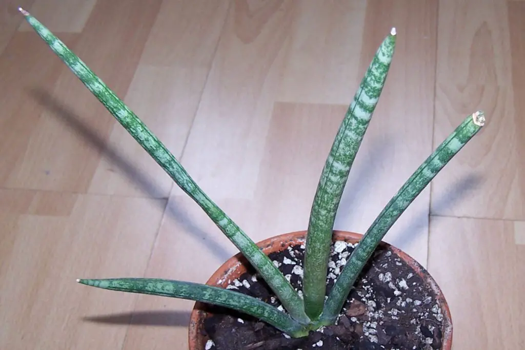 ¿Por qué mi sansevieria tiene las puntas secas y rotas? – Mis Consejos Jardinería