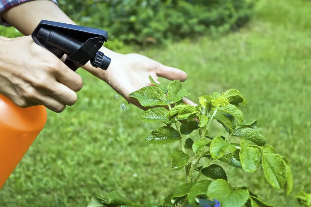 Cómo deshacerse de las plagas de las plantas de manera fácil y efectiva – Mis Consejos Jardinería