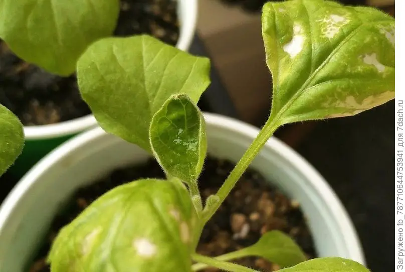 ¿Por qué mi albahaca tiene manchas blancas? – Mis Consejos Jardinería