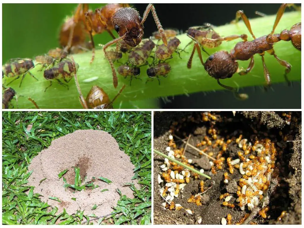¡Usa este truco para mantener a las HORMIGAS alejadas de las macetas y del jardín! – Mis Consejos Jardinería