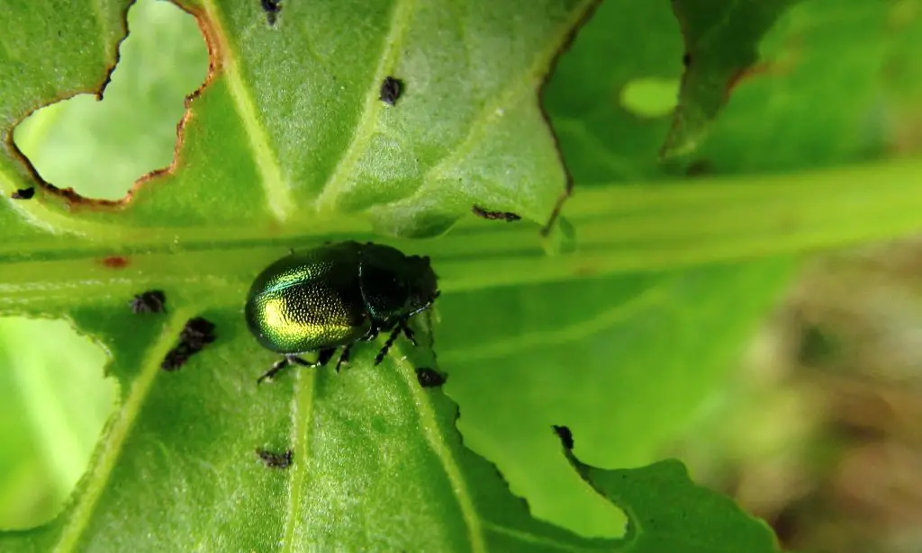 ¡Cómo luchar contra los insectos que comen hojas! – Mis Consejos Jardinería