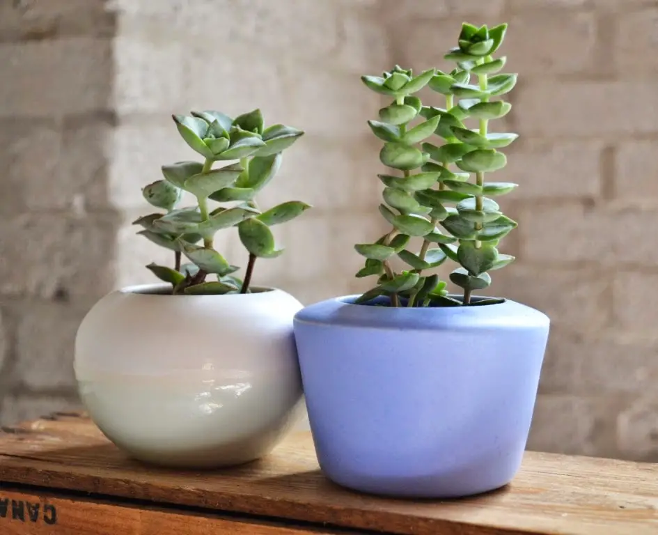 ¿Cuál es el lugar perfecto para mantener el Árbol de Jade siempre hermoso? – Mis Consejos Jardinería