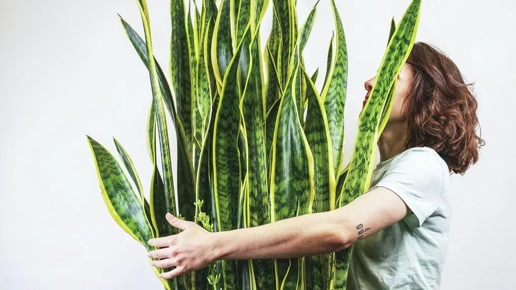 5 consejos de viveristas para mantener las hojas de Sansevieria sanas y brillantes – Mis Consejos Jardinería