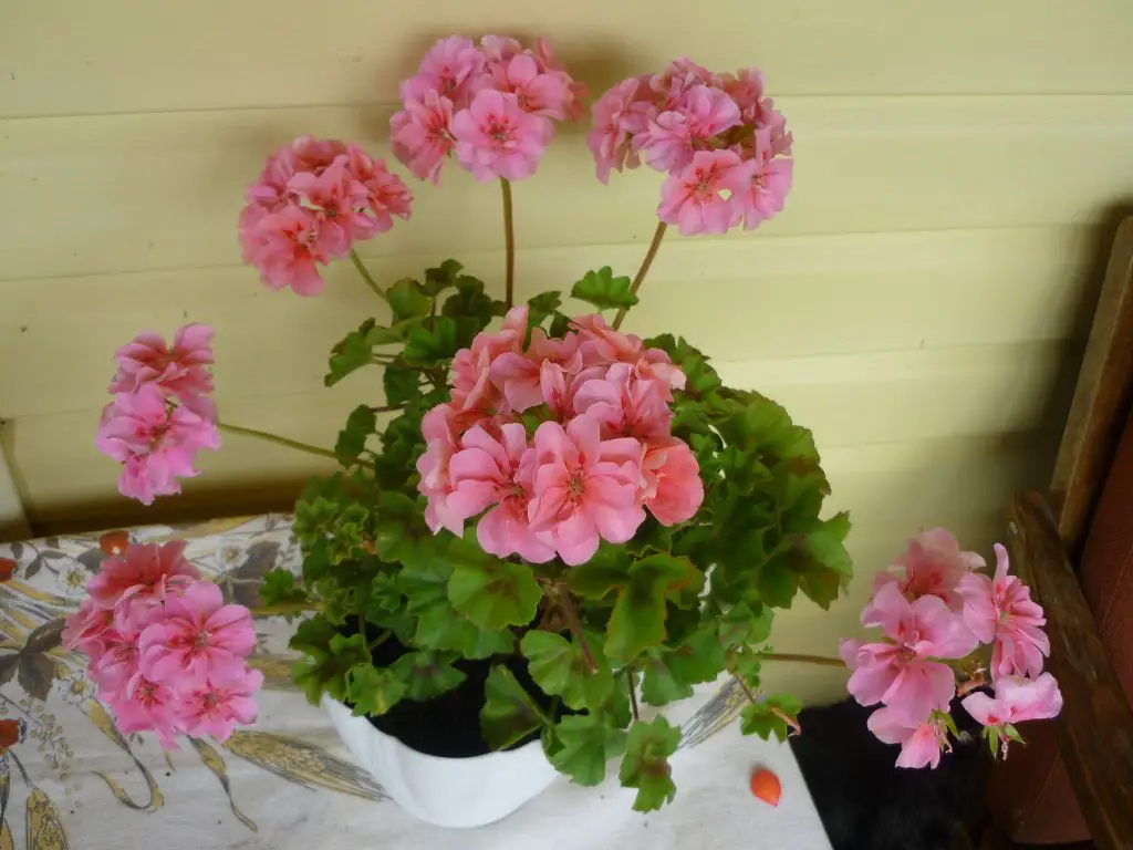 ¡El secreto del viverista para que tus geranios florezcan! – Mis Consejos Jardinería