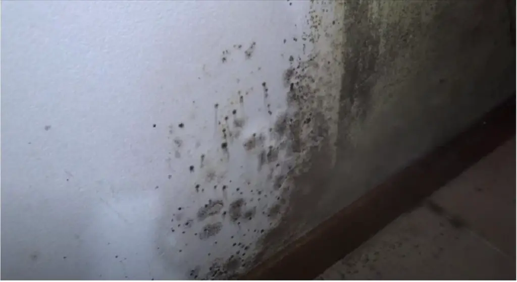 El gran error que todo el mundo comete al quitar las manchas de moho de las paredes – Mis Consejos Jardinería