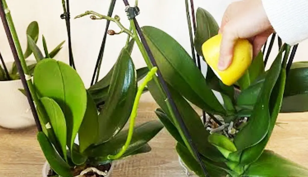 Orquídea: el secreto de la floristería para una floración abundante y hojas fuertes y brillantes – Mis Consejos Jardinería