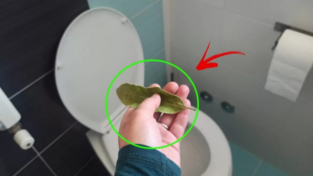 Puedes despedirte de los malos olores del baño con tan solo una hoja de laurel – Mis Consejos Jardinería
