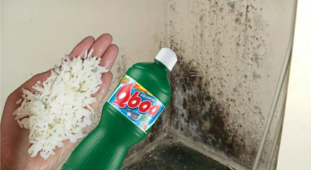 ¿Cómo deshacerse del moho con arroz? – Mis Consejos Jardinería
