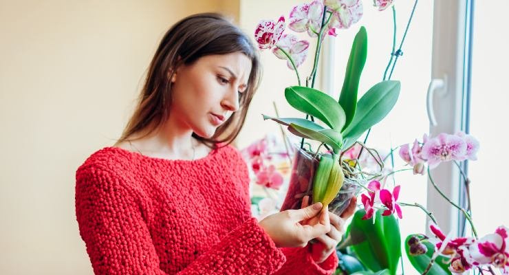 Plantas opacas y secas.