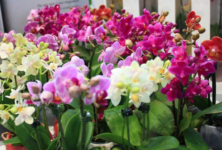 variedad de orquideas