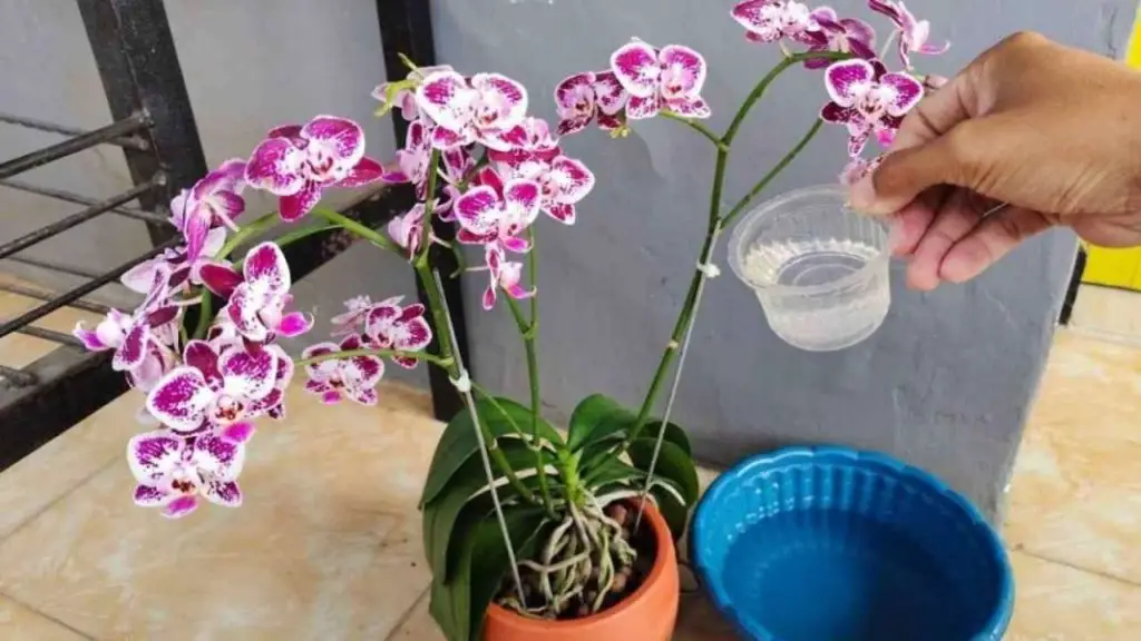 Si quieres una orquídea vigorosa y con muchas hojas brillantes riegala con este – Mis Consejos Jardinería