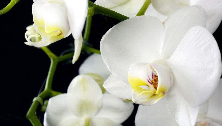 tierra para orquideas