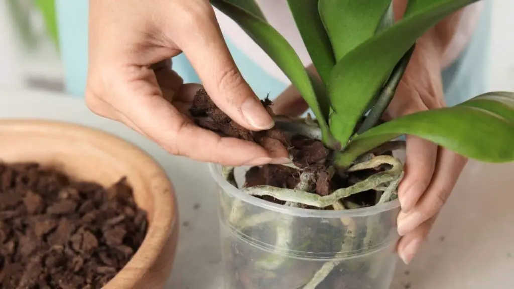 Se ha revelado la mejor tierra para las orquídeas, quizás siempre te equivocaste: cuál es – Mis Consejos Jardinería