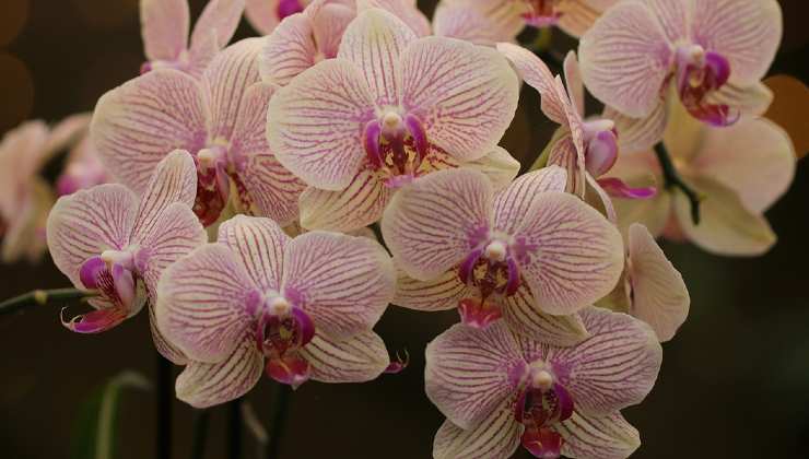 hojas de orquidea