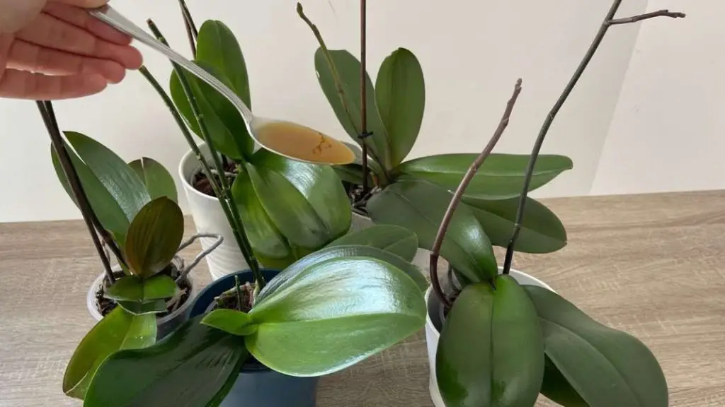 Una gota producirá hojas de color verde brillante, nunca antes había tenido una orquídea como esta. – Mis Consejos Jardinería