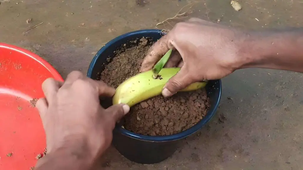 Enterrar un plátano en el suelo: es increíble lo que sucede después de 7 días – Mis Consejos Jardinería