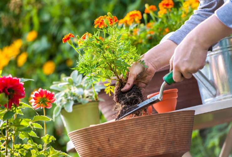 Cuidado de plantas y flores.