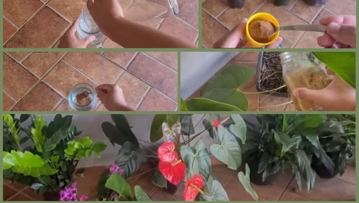 Cómo hacer un abono natural con canela