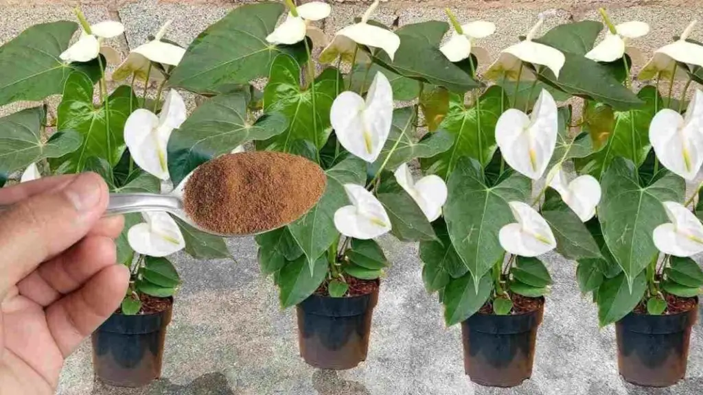 Espolvoréalo sobre las plantas que tengas en tu casa o jardín: florecerán durante todo un año – Mis Consejos Jardinería