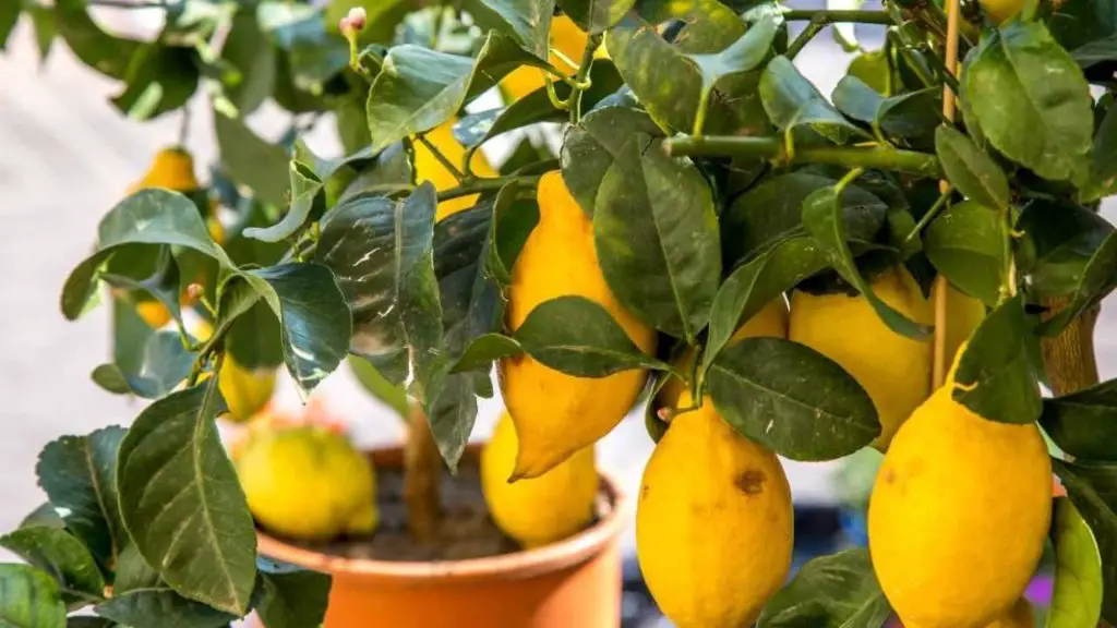 ¿Sabes lo que pasa si dejas limones pegados a la planta? Los expertos responden – Mis Consejos Jardinería