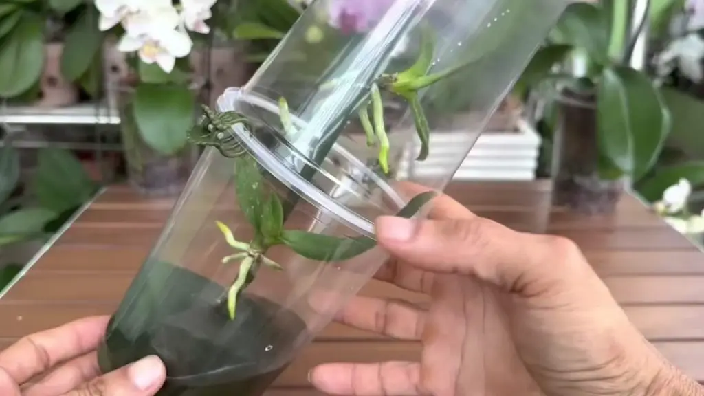Con esta técnica, tu orquídea crecerá muchos cogollos en una rama. – Mis Consejos Jardinería