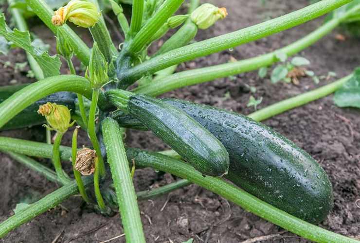 Calabacín en el jardín