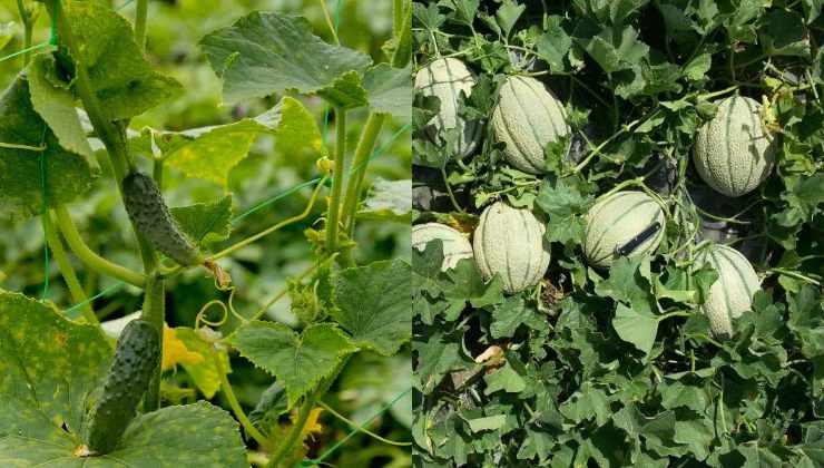 Pepinos y melones