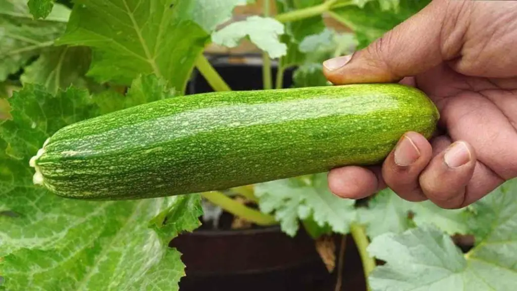 Nunca plantes calabacines junto a estas plantas: el error que cometen muchos – Mis Consejos Jardinería