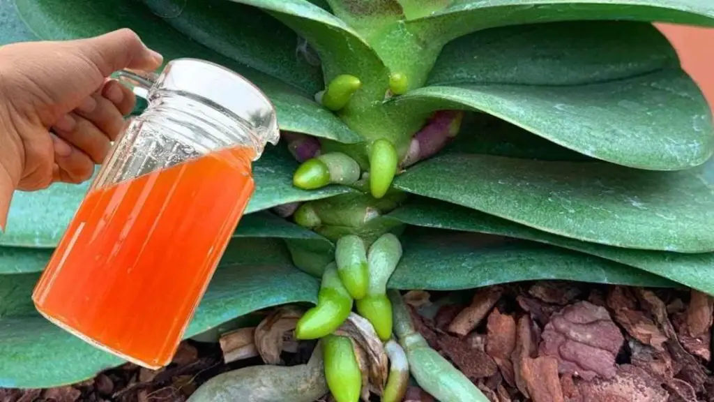 Una taza al mes de este ingrediente: raíces y flores florecerán todo el año – Mis Consejos Jardinería