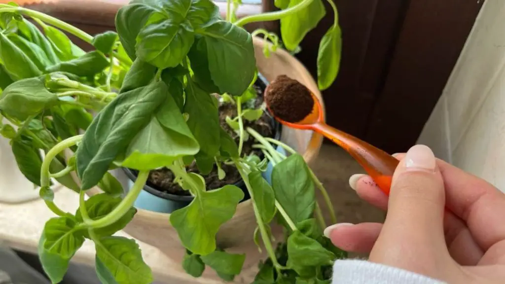 Albahaca: con una cucharada de este ingrediente se mantiene saludable y exuberante durante años – Mis Consejos Jardinería