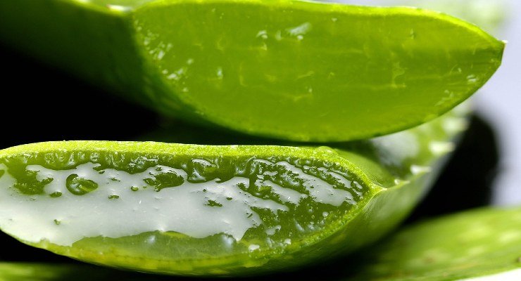 Raíz con aloe vera